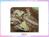 苏教版生物八上 5.16.2《生物进化的历程》课件+学案+练习（原卷版+解析卷）