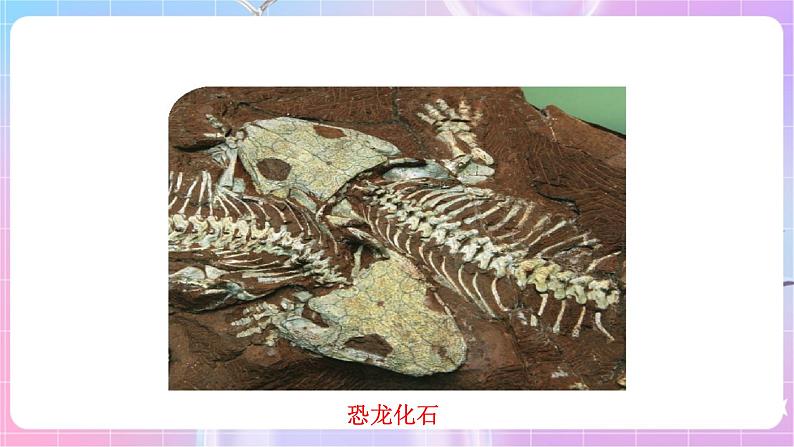 苏教版生物八上 5.16.2《生物进化的历程》课件+学案+练习（原卷版+解析卷）05