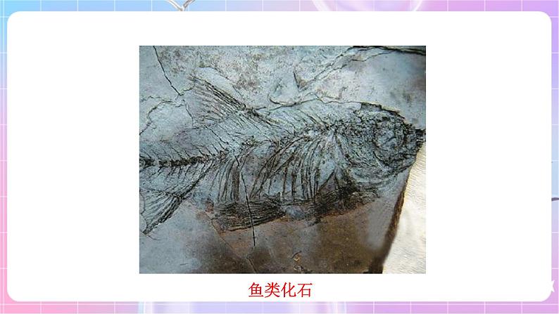 苏教版生物八上 5.16.2《生物进化的历程》课件+学案+练习（原卷版+解析卷）06