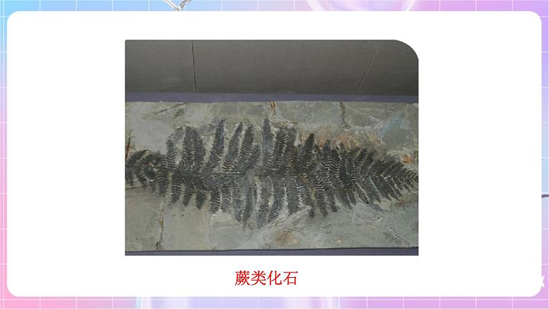 苏教版生物八上 5.16.2《生物进化的历程》课件+学案+练习（原卷版+解析卷）07