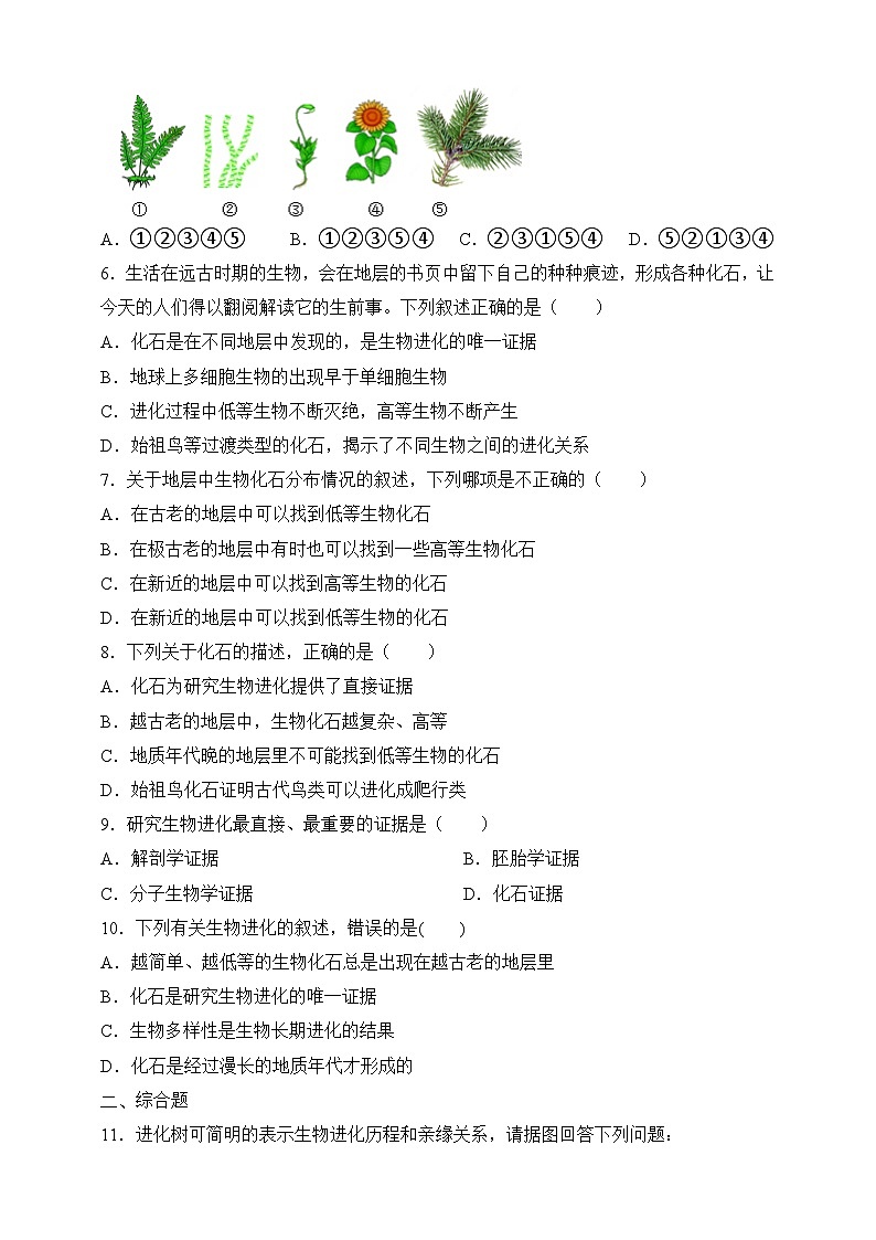 苏教版生物八上 5.16.2《生物进化的历程》课件+学案+练习（原卷版+解析卷）02