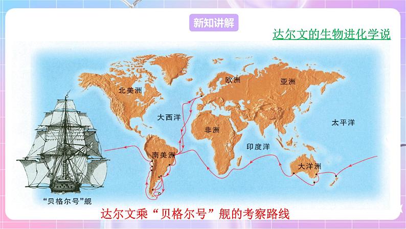 苏教版生物八上 5.16.3《生物进化的学说》课件+学案+练习（原卷版+解析卷）03