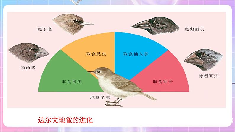 苏教版生物八上 5.16.3《生物进化的学说》课件+学案+练习（原卷版+解析卷）06