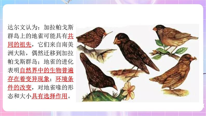 苏教版生物八上 5.16.3《生物进化的学说》课件+学案+练习（原卷版+解析卷）07