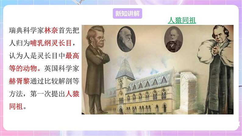 苏教版生物八上 5.16.4《人类的起源和进化》课件+学案+练习（原卷版+解析卷）04