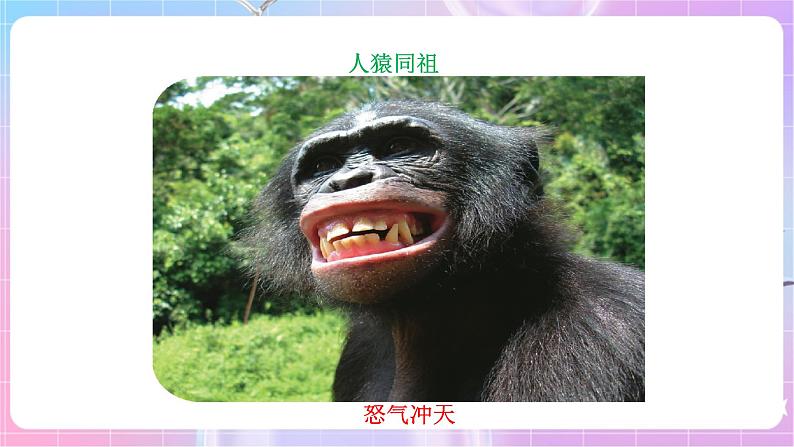 苏教版生物八上 5.16.4《人类的起源和进化》课件+学案+练习（原卷版+解析卷）05