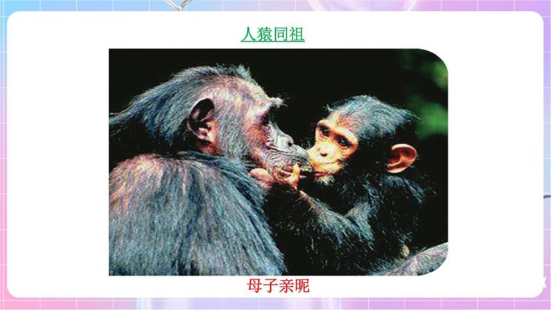 苏教版生物八上 5.16.4《人类的起源和进化》课件+学案+练习（原卷版+解析卷）06