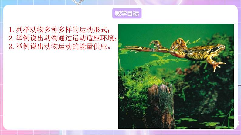 苏教版生物八上 6.17.1《动物运动的形式和能量供应》课件+学案+练习（原卷版+解析卷）02