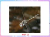 苏教版生物八上 6.17.1《动物运动的形式和能量供应》课件+学案+练习（原卷版+解析卷）