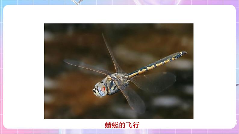 苏教版生物八上 6.17.1《动物运动的形式和能量供应》课件+学案+练习（原卷版+解析卷）05