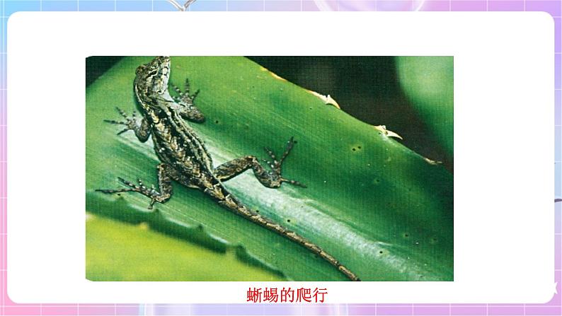 苏教版生物八上 6.17.1《动物运动的形式和能量供应》课件+学案+练习（原卷版+解析卷）07