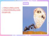 苏教版生物八上 6.17.2《动物的运动依赖于一定的结构》课件+学案+练习（原卷版+解析卷）