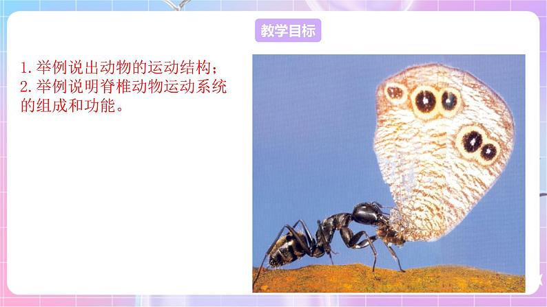 苏教版生物八上 6.17.2《动物的运动依赖于一定的结构》课件+学案+练习（原卷版+解析卷）02