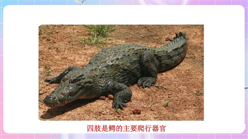 苏教版生物八上 6.17.2《动物的运动依赖于一定的结构》课件+学案+练习（原卷版+解析卷）04