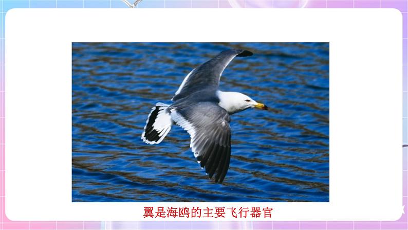 苏教版生物八上 6.17.2《动物的运动依赖于一定的结构》课件+学案+练习（原卷版+解析卷）05