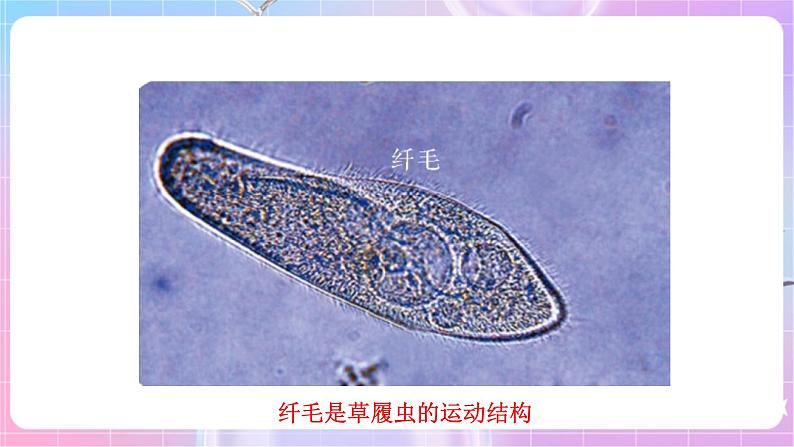 苏教版生物八上 6.17.2《动物的运动依赖于一定的结构》课件+学案+练习（原卷版+解析卷）06