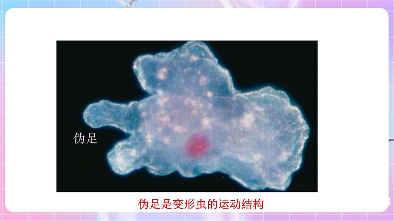 苏教版生物八上 6.17.2《动物的运动依赖于一定的结构》课件+学案+练习（原卷版+解析卷）07