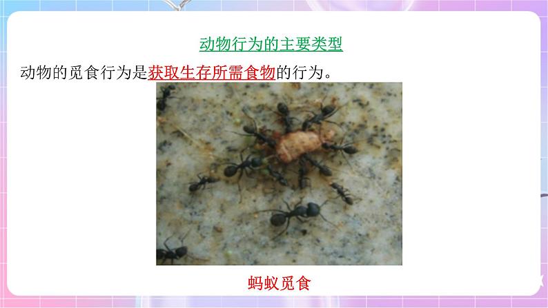 苏教版生物八上 6.18.1《动物行为的主要类型》课件+学案+练习（原卷版+解析卷）05