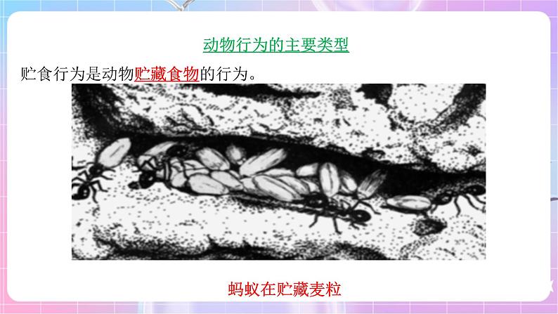 苏教版生物八上 6.18.1《动物行为的主要类型》课件+学案+练习（原卷版+解析卷）08