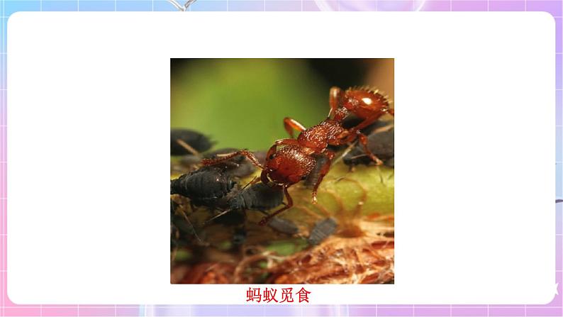 苏教版生物八上 6.18.2《动物行为的生理基础》课件+学案+练习（原卷版+解析卷）04