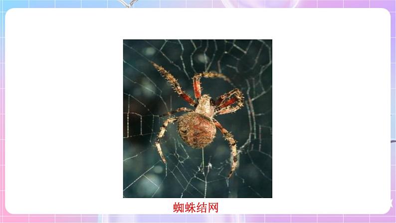 苏教版生物八上 6.18.2《动物行为的生理基础》课件+学案+练习（原卷版+解析卷）05