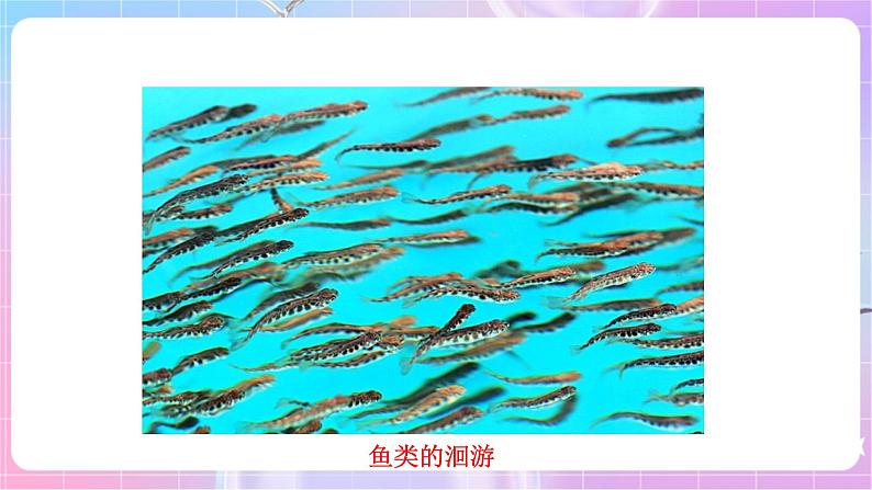 苏教版生物八上 6.18.2《动物行为的生理基础》课件+学案+练习（原卷版+解析卷）07