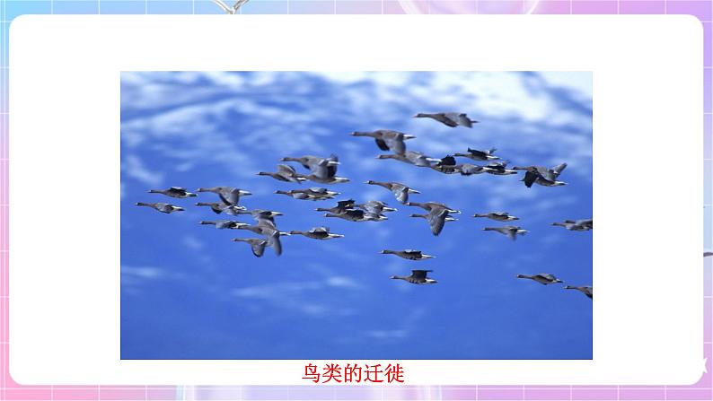 苏教版生物八上 6.18.2《动物行为的生理基础》课件+学案+练习（原卷版+解析卷）08