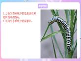 苏教版生物八上 7.19.2《生态系统中的能量流动和物质循环》课件+学案+练习（原卷版+解析卷）