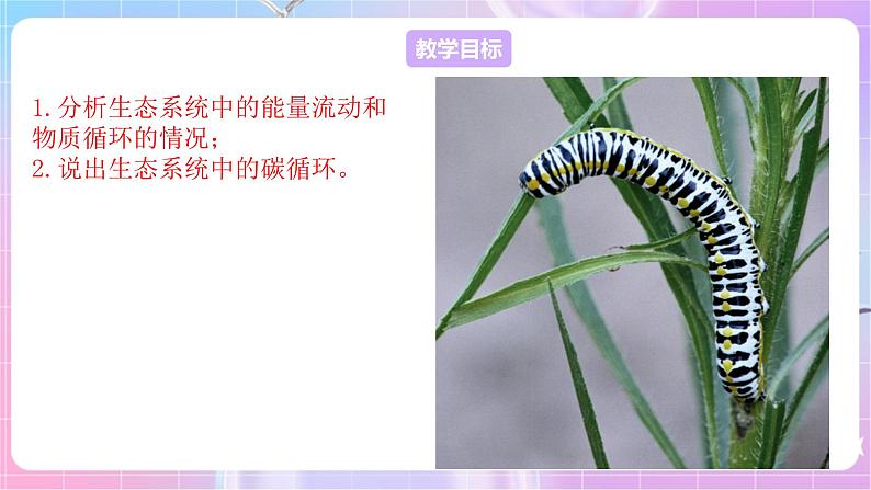 苏教版生物八上 7.19.2《生态系统中的能量流动和物质循环》课件+学案+练习（原卷版+解析卷）02