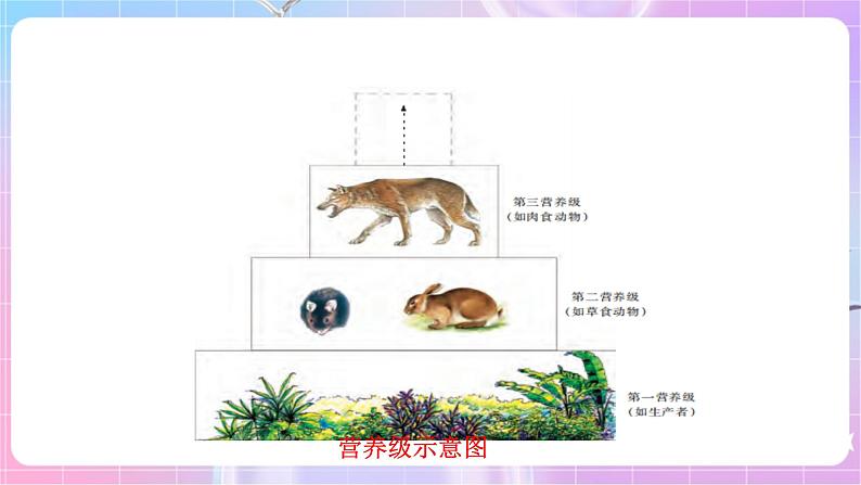 苏教版生物八上 7.19.2《生态系统中的能量流动和物质循环》课件+学案+练习（原卷版+解析卷）05