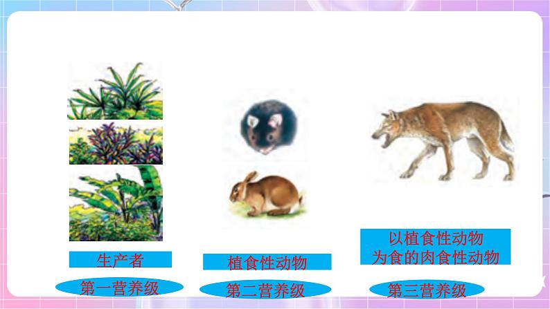 苏教版生物八上 7.19.2《生态系统中的能量流动和物质循环》课件+学案+练习（原卷版+解析卷）06