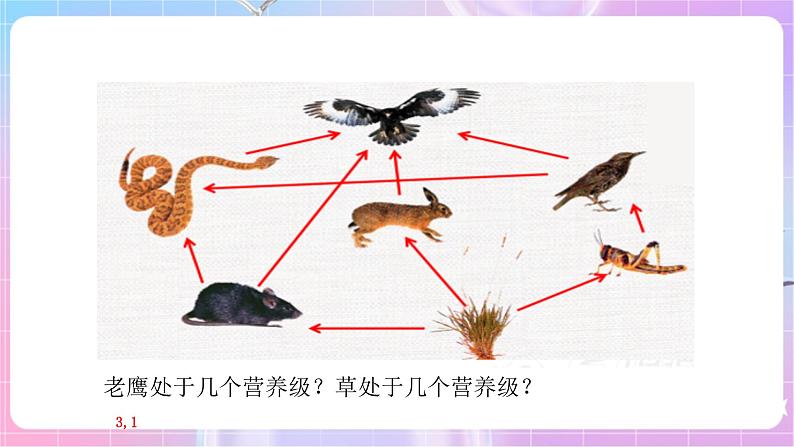 苏教版生物八上 7.19.2《生态系统中的能量流动和物质循环》课件+学案+练习（原卷版+解析卷）07