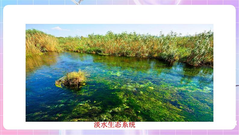 苏教版生物八上 7.20.1《生物圈中的各种生态系统》课件+学案+练习（原卷版+解析卷）06