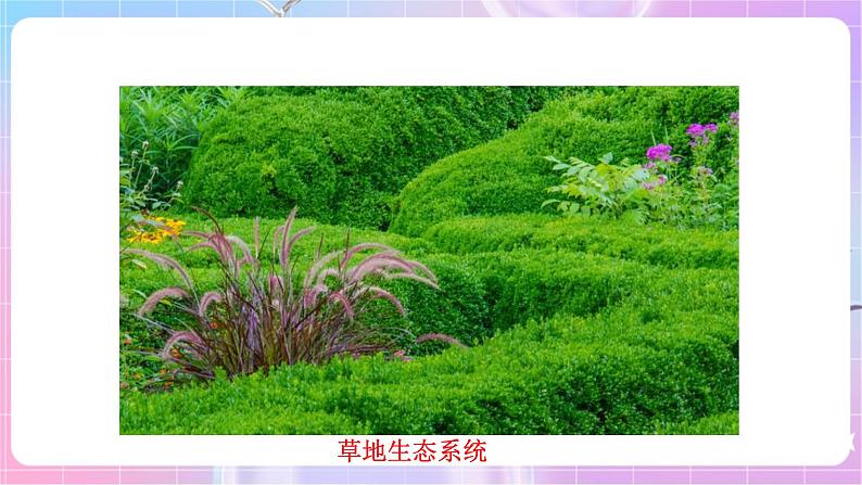 苏教版生物八上 7.20.1《生物圈中的各种生态系统》课件+学案+练习（原卷版+解析卷）08