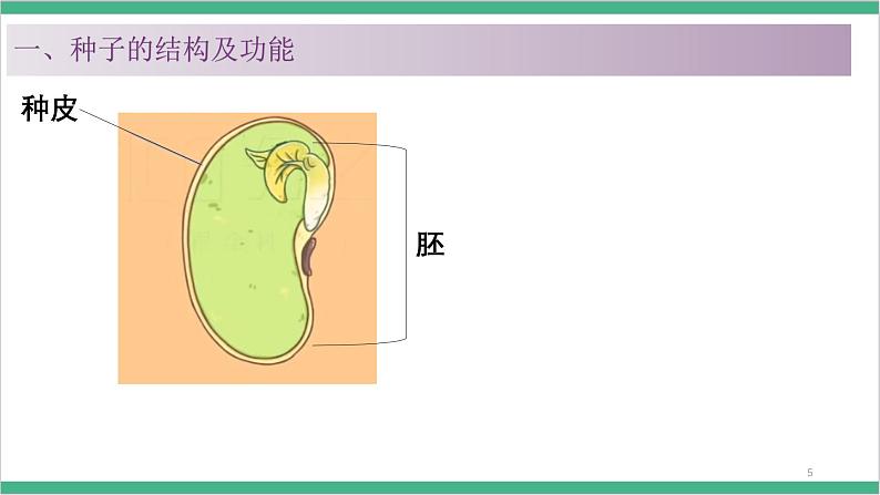 冀少版生物八上 3.1.1《种子萌发的过程》课件06