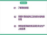 冀少版生物八上 3.1.3《芽的发育》课件
