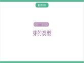 冀少版生物八上 3.1.3《芽的发育》课件