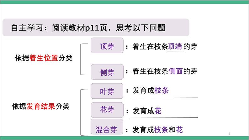 冀少版生物八上 3.1.3《芽的发育》课件05