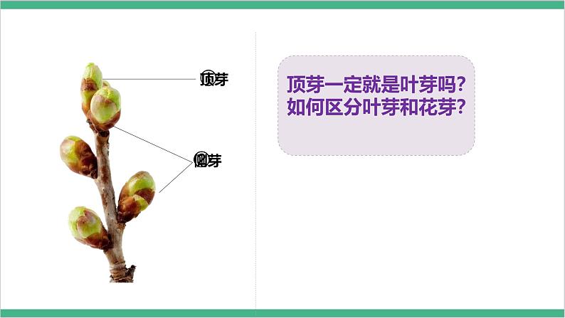 冀少版生物八上 3.1.3《芽的发育》课件07