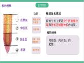 冀少版生物八上 3.2.2《根对水分的吸收》课件