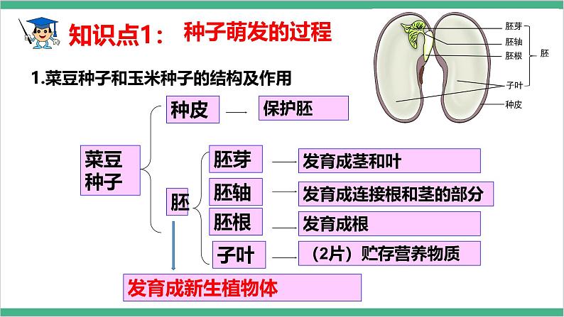 冀少版生物八上 第三单元第一、二章章末复习课件04