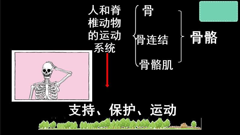 冀少版生物八上 1.1《运动的基础》课件02