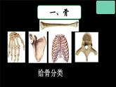 冀少版生物八上 1.1《运动的基础》课件