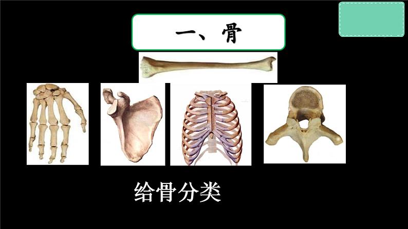 冀少版生物八上 1.1《运动的基础》课件03