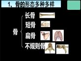 冀少版生物八上 1.1《运动的基础》课件