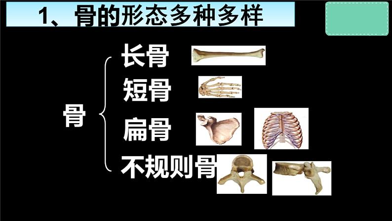 冀少版生物八上 1.1《运动的基础》课件04