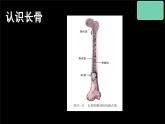 冀少版生物八上 1.1《运动的基础》课件