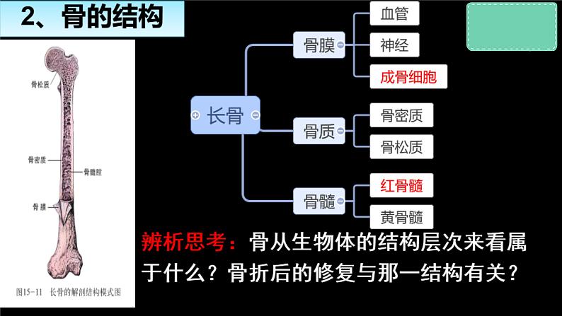 冀少版生物八上 1.1《运动的基础》课件06