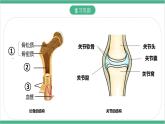 冀少版生物八上 4.1.2《运动的完成》课件