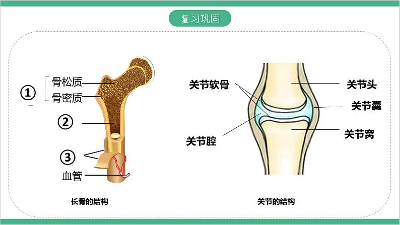 冀少版生物八上 4.1.2《运动的完成》课件02